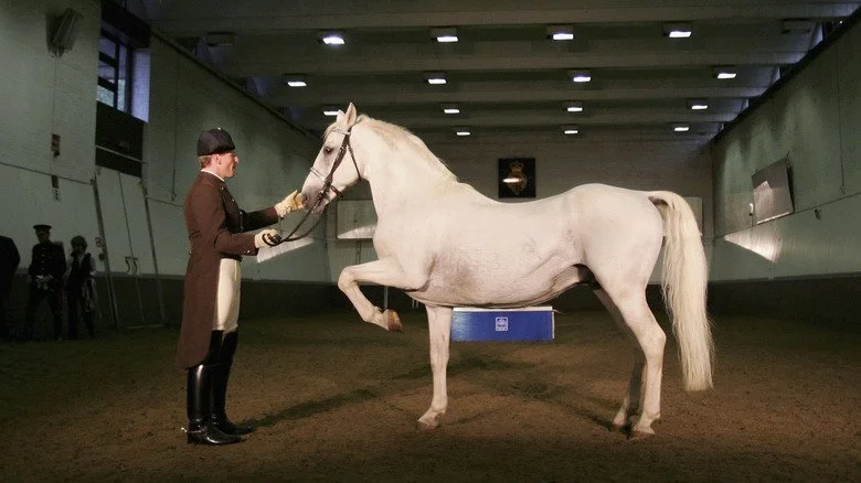 Lipizzans évacués sous le feu