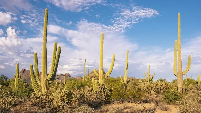 Cactus saguaro dans le désert de Sonoran, Arizona.