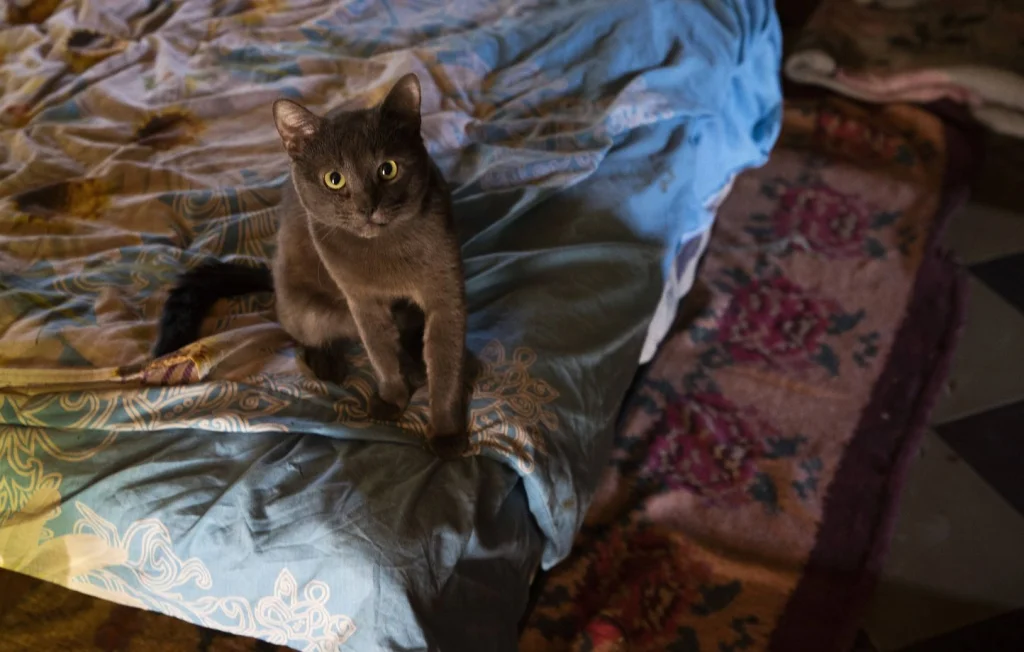 Aude : Enquête après découverte de 400 chats morts