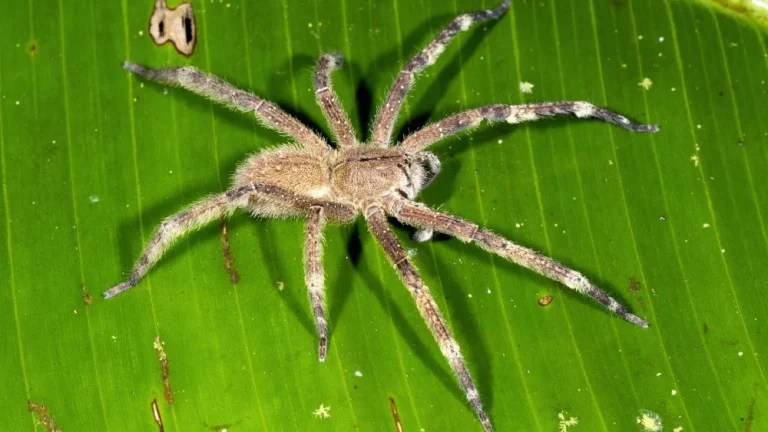 Danger des Araignées Bananières : Réalité ou Légende ?