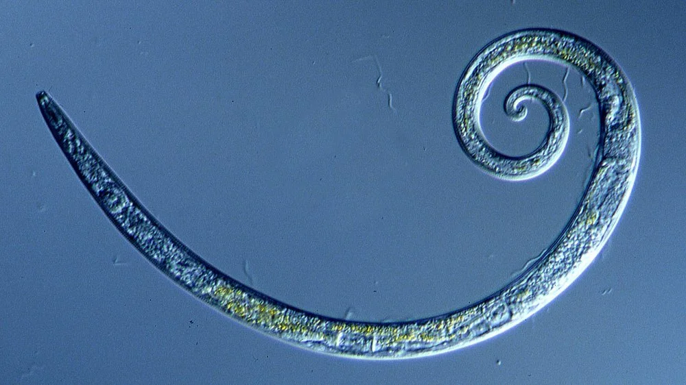 Des vers sibériens gelés pendant 42 000 ans ramenés à la vie