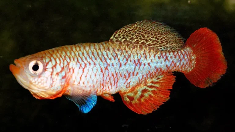 Le Killifish Africain : Une Clé Pour Arrêter le Vieillissement ?