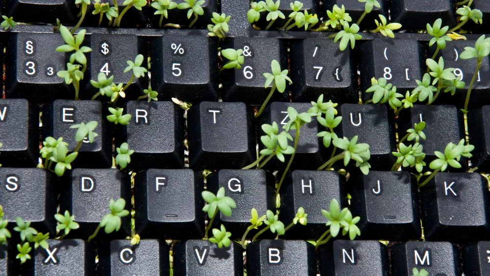 Les Plantes Ont Leur Propre 'Internet Fongique'