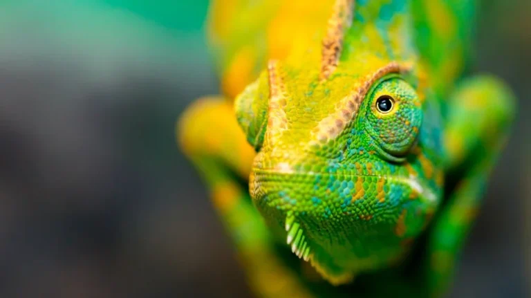 Pourquoi les caméléons changent-ils de couleur ?