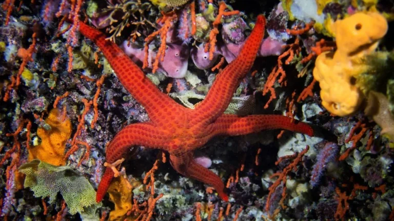 Pourquoi ne jamais sortir une étoile de mer de l&rsquo;eau ?