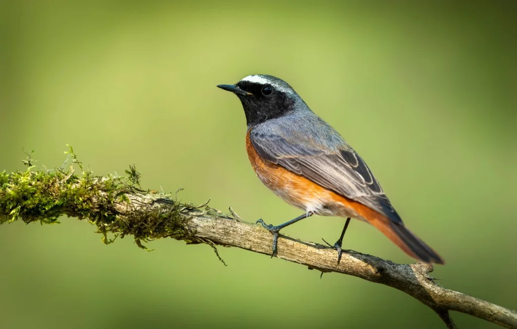 Trois oiseaux discrets mais fascinants à observer en ville