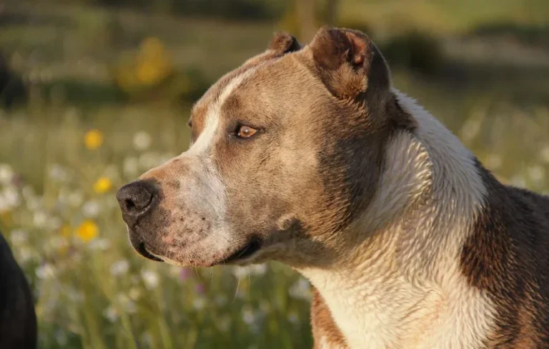 Trois pitbulls tuent une étudiante de 23 ans au Texas