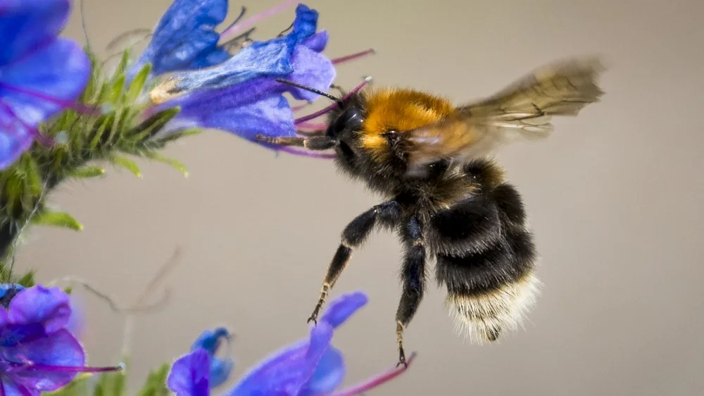 Une nouvelle compétence surprenante des bourdons révélée par des scientifiques