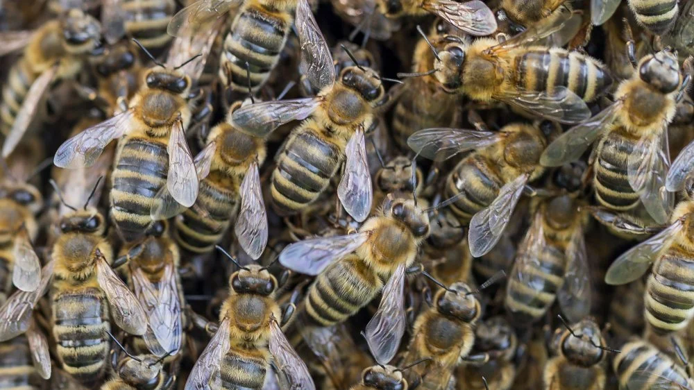Une nuée de milliers d'abeilles attaque pompiers et policiers