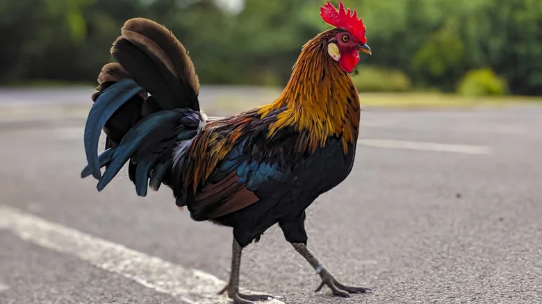 Coq marchant sur une route