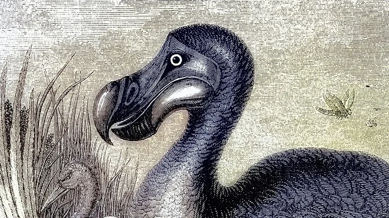 Pourquoi le dodo s’est éteint : réalité et mythes
