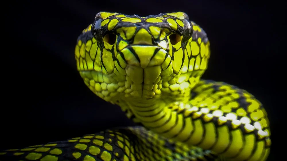 Serpent robotisé dans une zone de secours