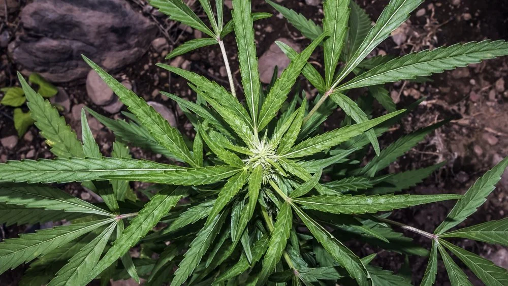 Carlito's Sway, indica-sativa hybrid