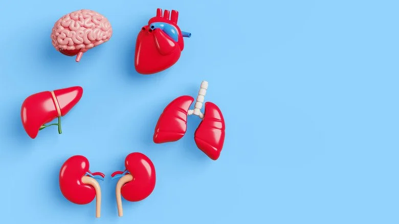 Modèles roses et rouges d'organes internes sur fond bleu