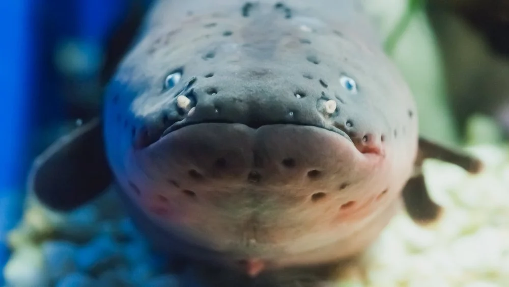 À quel point les anguilles électriques sont-elles électrisantes ?