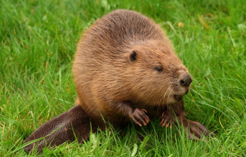 Castor sauvage observé en Angleterre pour la première fois en 500 ans
