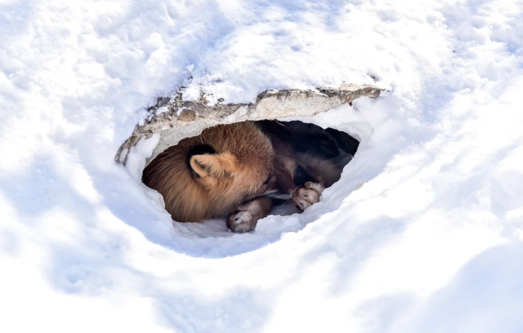 Comment les animaux sauvages survivent à l'hiver