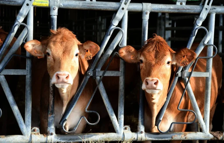 DNC: Seulement 113 vaches infectées? Décryptage