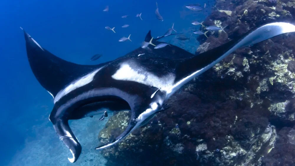 Découverte d'une raie manta rose unique en Australie