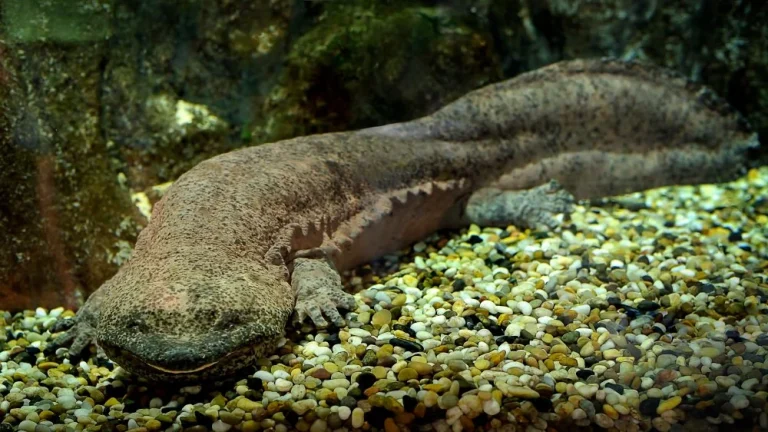 Découverte de la Salamandre la Plus Ancienne en Sibérie