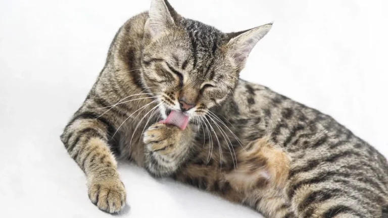 Découvrez la race de chat la plus propre à adopter