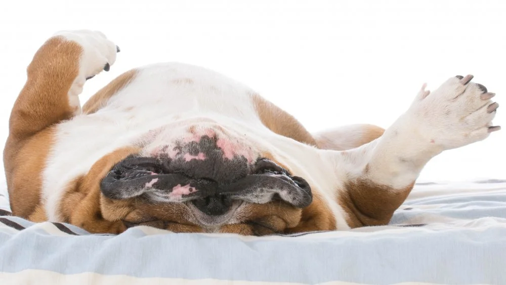 Découvrez le Bulldog, le chien le plus paresseux au monde