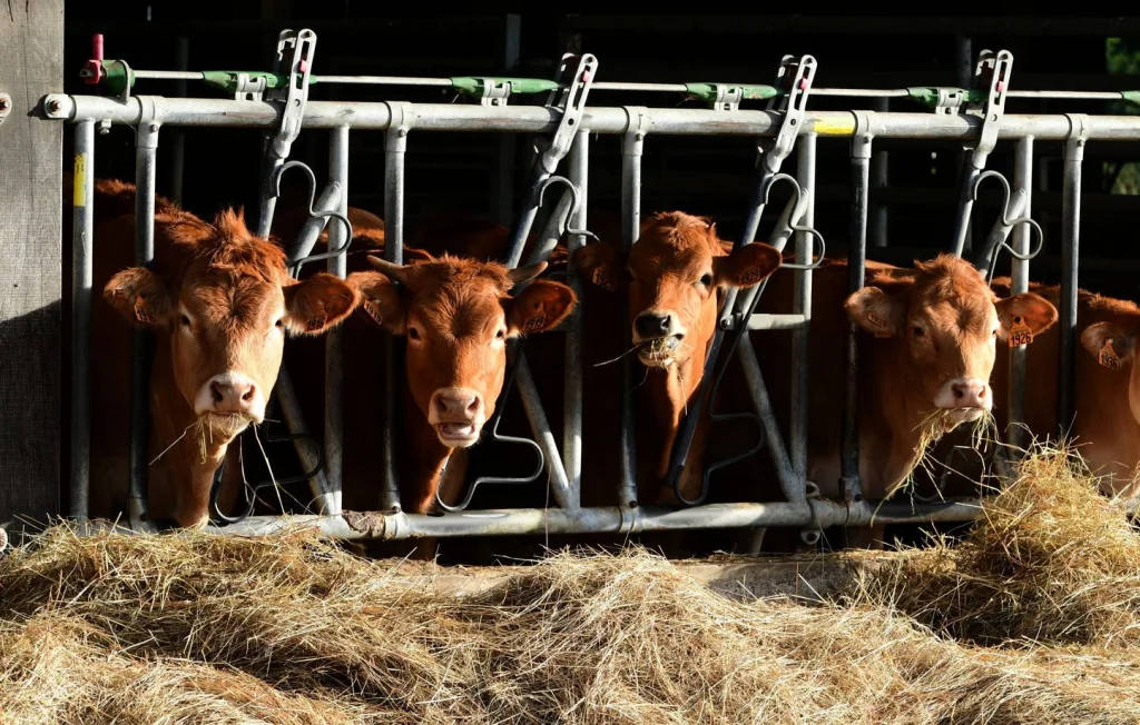 Dermatose bovine: Abattage en Ariège et vaccinage étendu en Occitanie