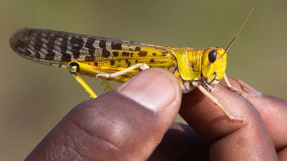 Des Sauterelles Cyborg pour Détecter des Bombes : La Révolution