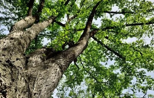 Isère: Plus de 900 arbres replantés après les intempéries