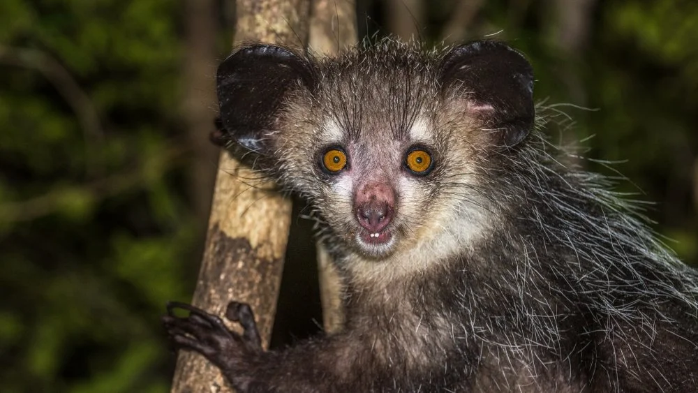 L'Aye Aye : Un Primate aux Doigts Étranges Découvert à Madagascar