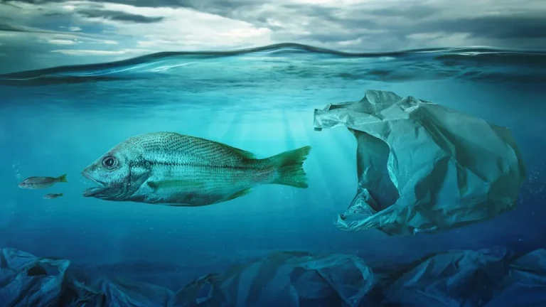 L&rsquo;Océan : Un Terrible État de Pollution Révélé