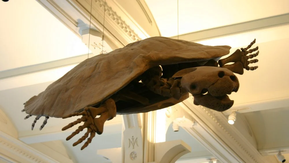 La plus grande tortue préhistorique découverte au Venezuela