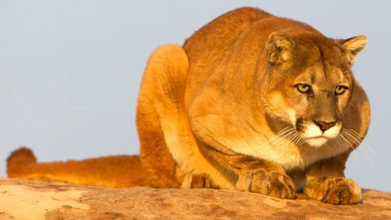 Le Chausie : le chat qui ressemble le plus à un lion