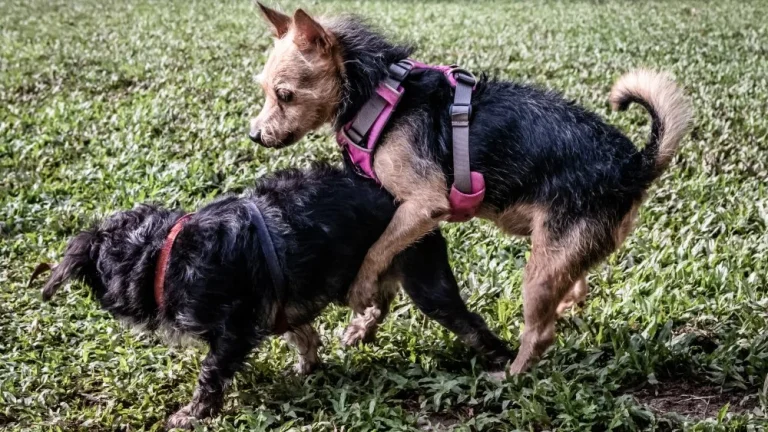 Le cancer chez les chiens : une maladie contagieuse surprenante