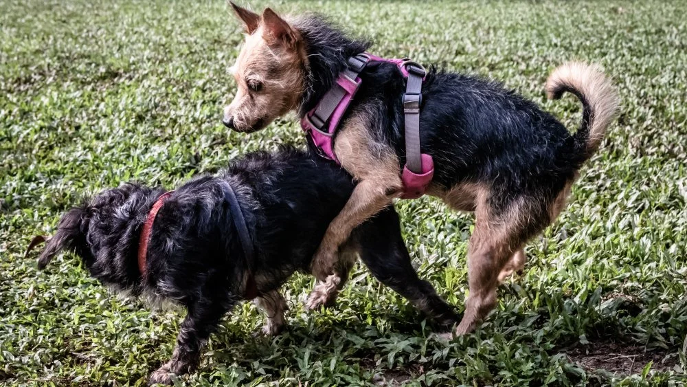 Le cancer chez les chiens : une maladie contagieuse surprenante