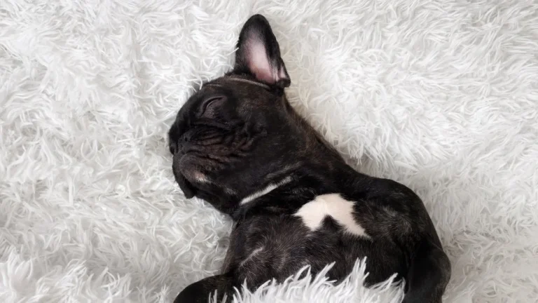 Les Chiens les Plus Calmes du Monde : Monstres de Détente !