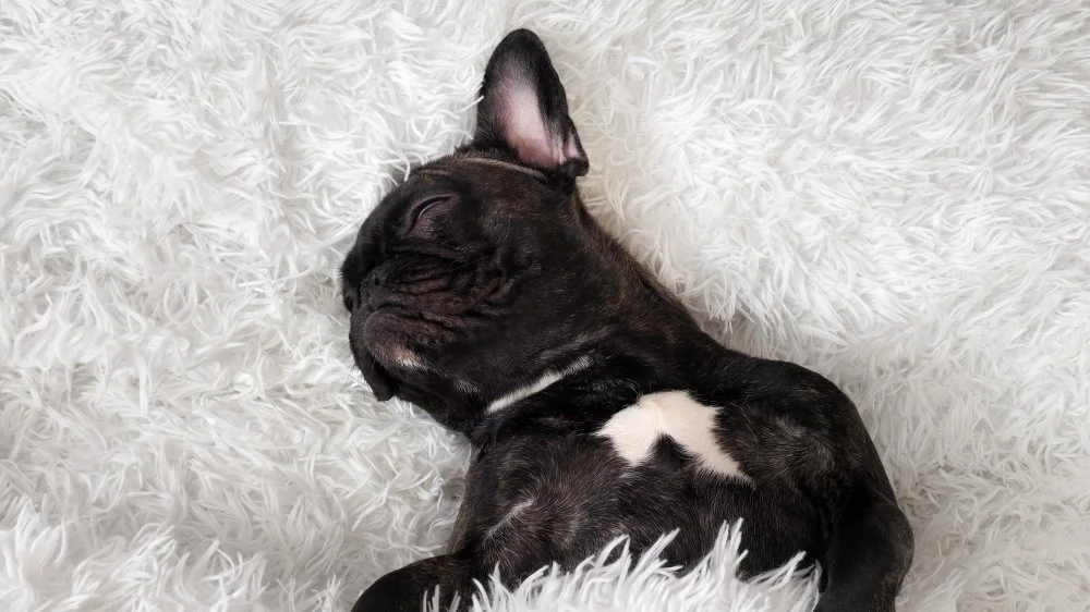 Les Chiens les Plus Calmes du Monde : Monstres de Détente !