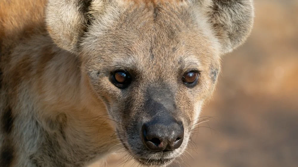 Les Hyènes Sont-elles Liées aux Chiens ? Un Mystère Animale