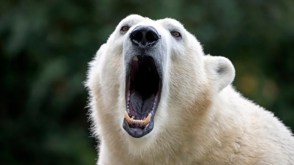 Les véritables raisons de la menace pesant sur les ours polaires