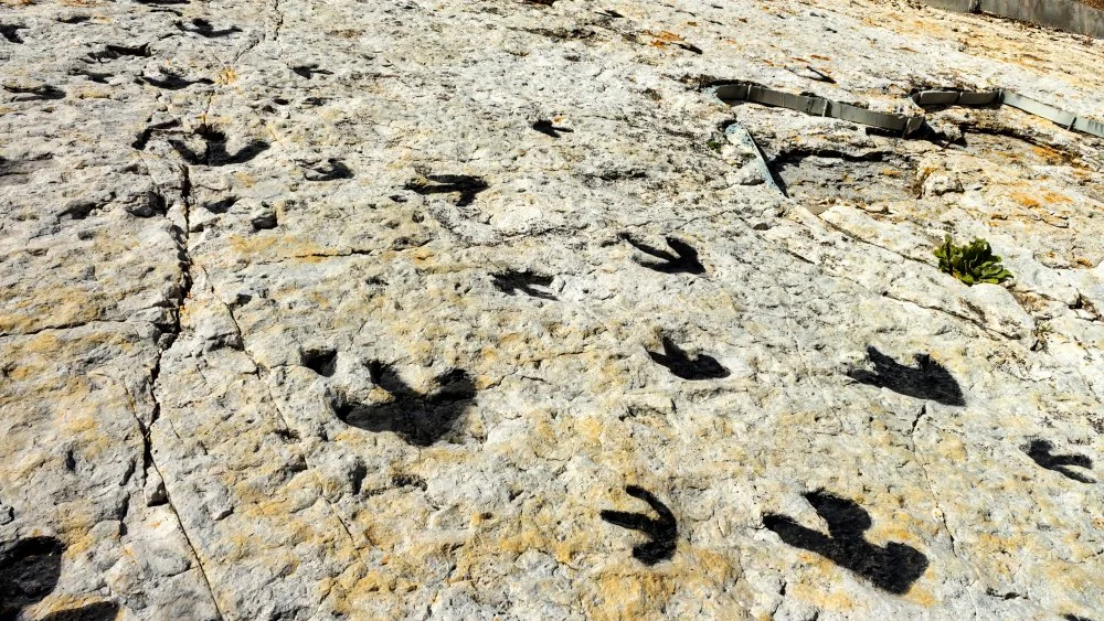 Mystère Résolu : Des Empreintes de Dinosaures sur un Plafond