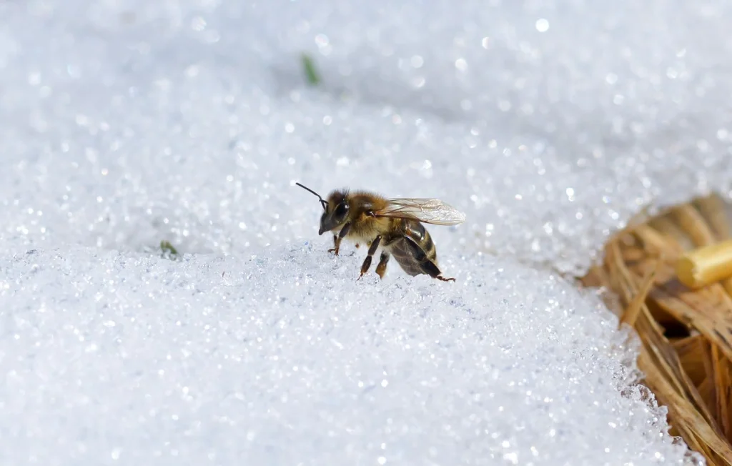 Où vont les abeilles en hiver ? – Stratégies et chaleurs