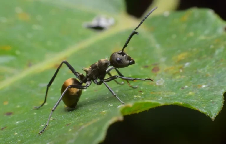 Où vont les fourmis en hiver ? Secrets de survie sous terre