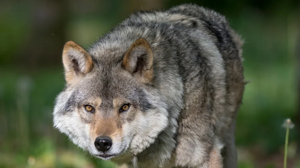 Pourquoi les loups régurgitent-ils des myrtilles ?