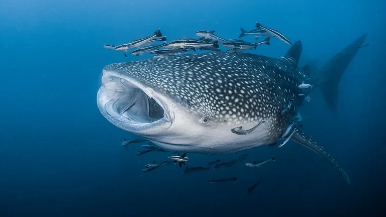 Pourquoi les requins-baleines sont en danger en 2023