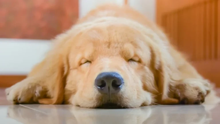 Pourquoi votre chien tremble-t-il en dormant ?