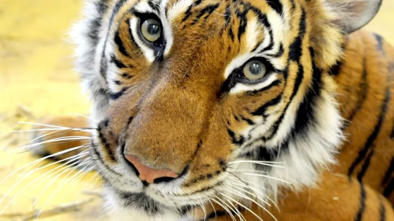 Prothèses pour animaux : une seconde chance incroyable