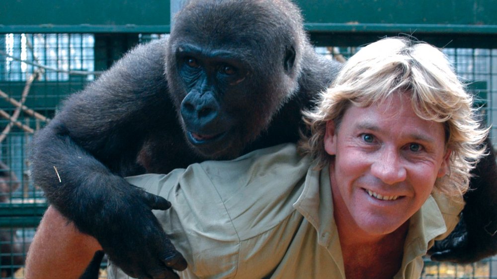 Steve Irwin sur le terrain