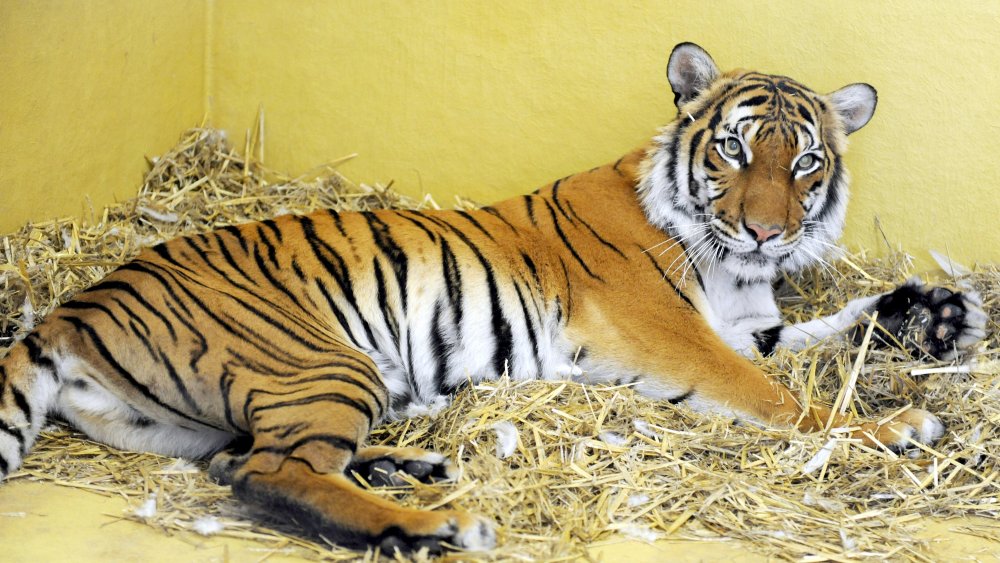 Girl le tigre - prothèses animales