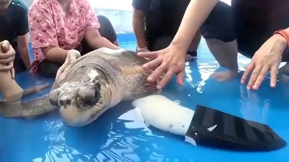 Goody la tortue marine avec une nageoire prothétique