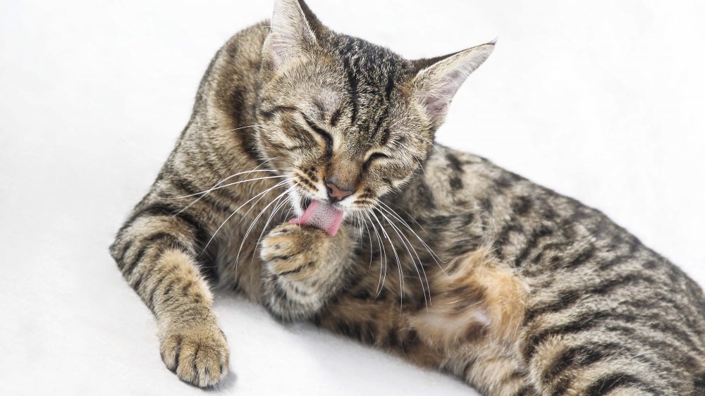 Chat en train de se nettoyer